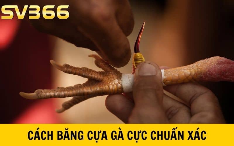 Cách băng cựa gà đúng vị trí và chuẩn xác