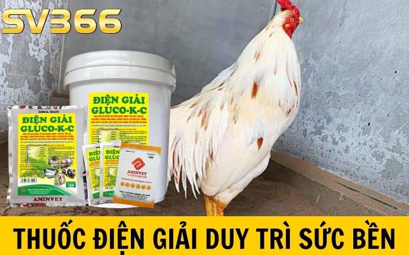 Thuốc điện giải giúp duy trì sức bền cho gà đá